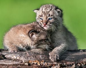 Two bobcat kittens hang on to a log against a bright green background.