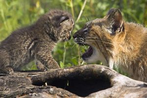 Bobcat and kitten face to face with mouths open.