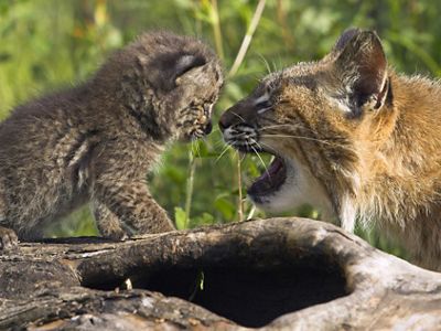 A bobcat kitten is looking at their mother.