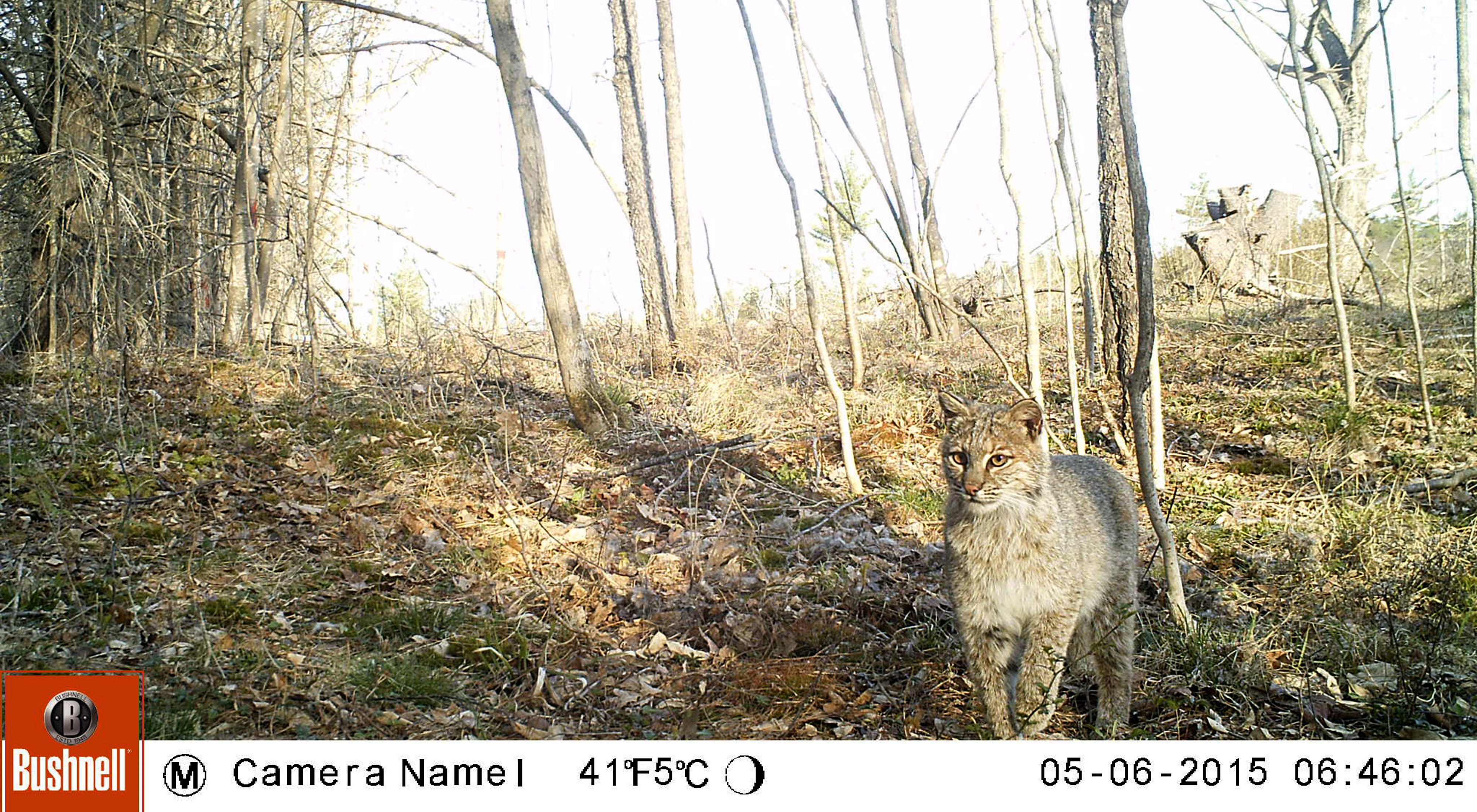 A bobcat caught on a trail camera in Hancock, New Hampshire