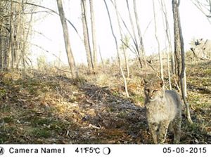 A bobcat caught on a trail camera in Hancock, New Hampshire