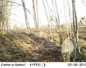 A bobcat caught on a trail camera in Hancock, New Hampshire