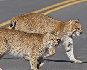 Two bobcats crossing a road with one looking at the camera.