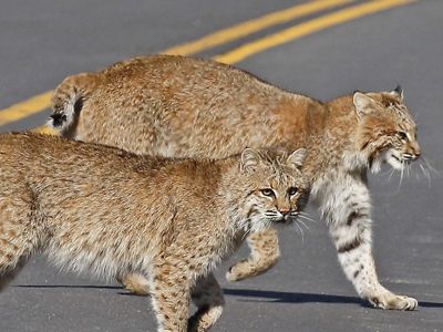 Two bobcats crossing a road.