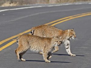 Two bobcats crossing a road with one looking at the camera.