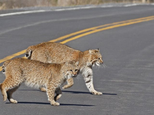 Two bobcats crossing a road. 