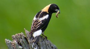A male bobolink on a stump with a caterpillar in his beak. 