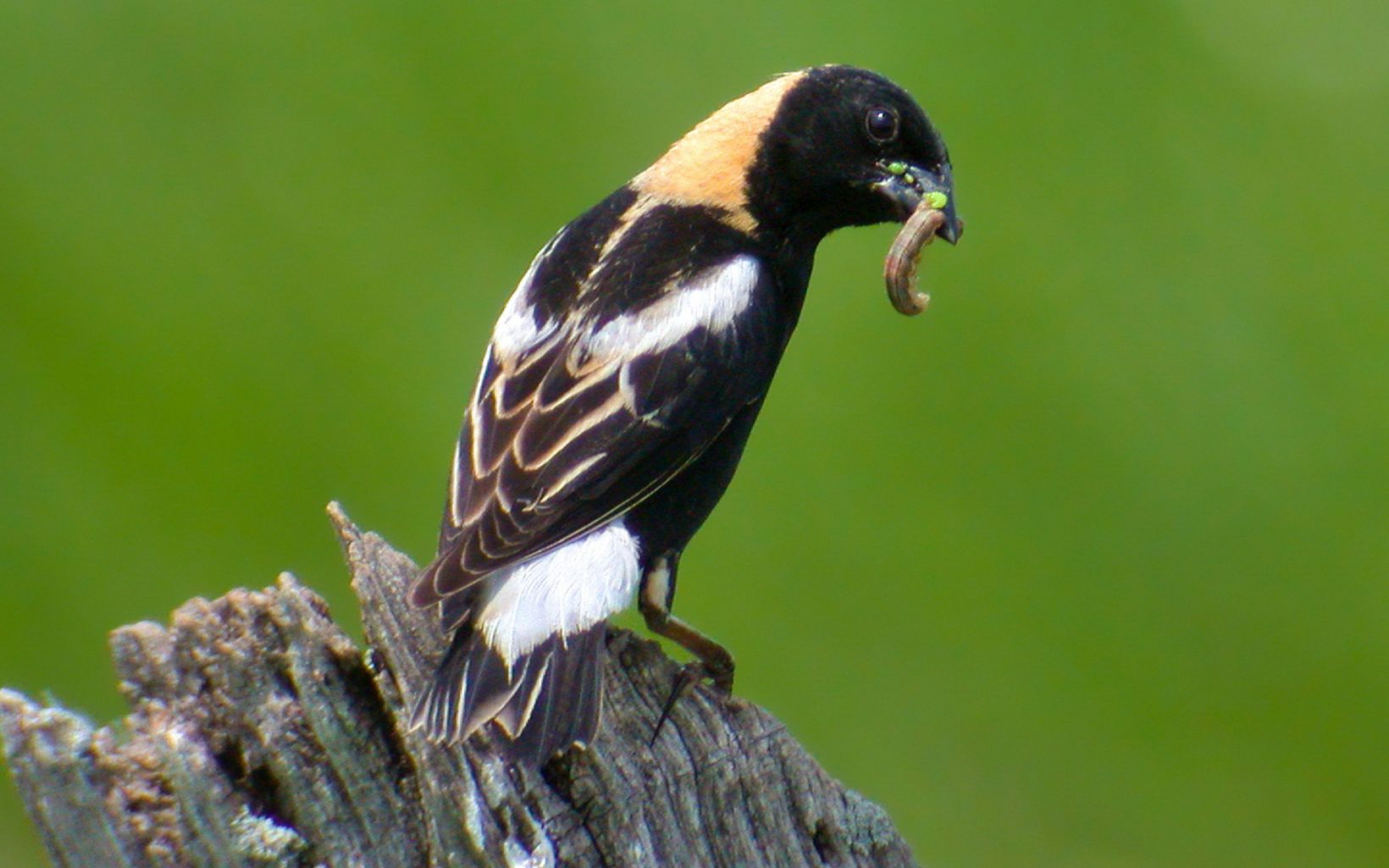The bobolink is one of the world's most impressive songbird migrants, traveling some 12,500 miles to and from southern South America every year. 