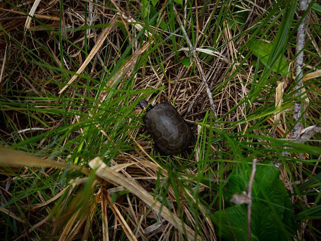 A small dark brown turtle is nestled amongst grasses and other bushes. 