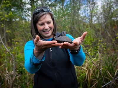 Closeup of a woman holding up a bog turtle and looking at it excitedly.