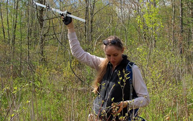 A woman surrounded by brush and trees holds up a radio receiver in one hand above her head that is used to track bog turtles.