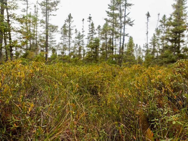 Landscape view of bog plants and small tamarack trees.
