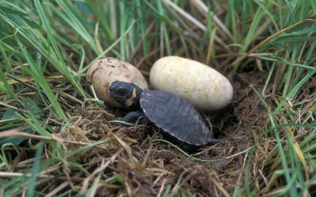 A small turtle sits next to two eggs.