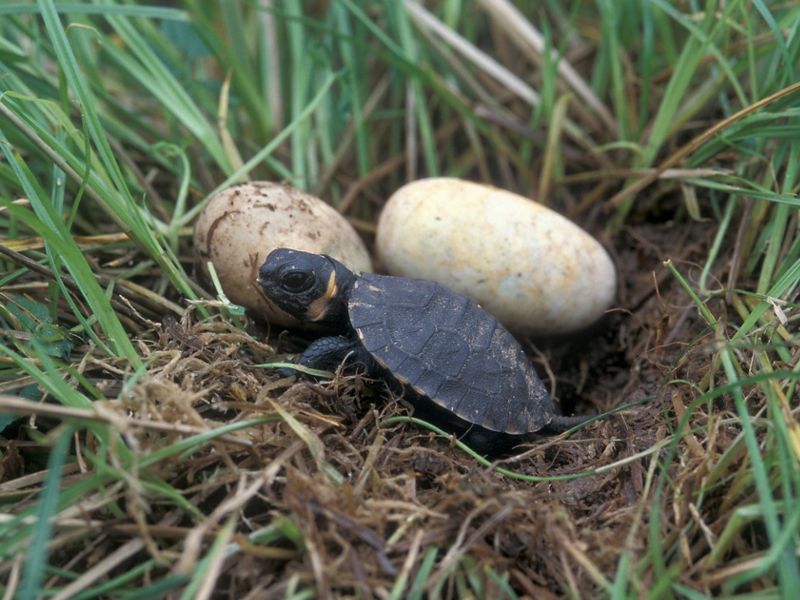 A small turtle sits next to two eggs.