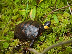 A small brown turtle with yellow spots on its head, sitting in wet moss.