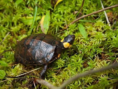 A small turtle with yellow cheeks sits nestled in a patch of thick green moss.