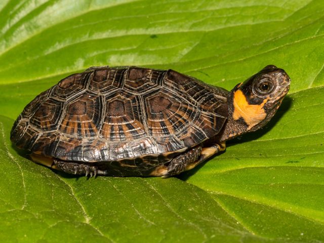 A small bog turtle is sitting on a bright green, large leaf.