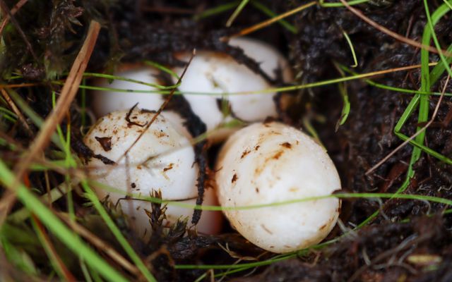Three bog turtle eggs rest in a patch of grass.