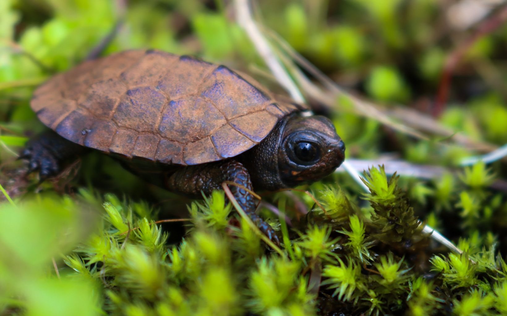 juvenile bog turtle.