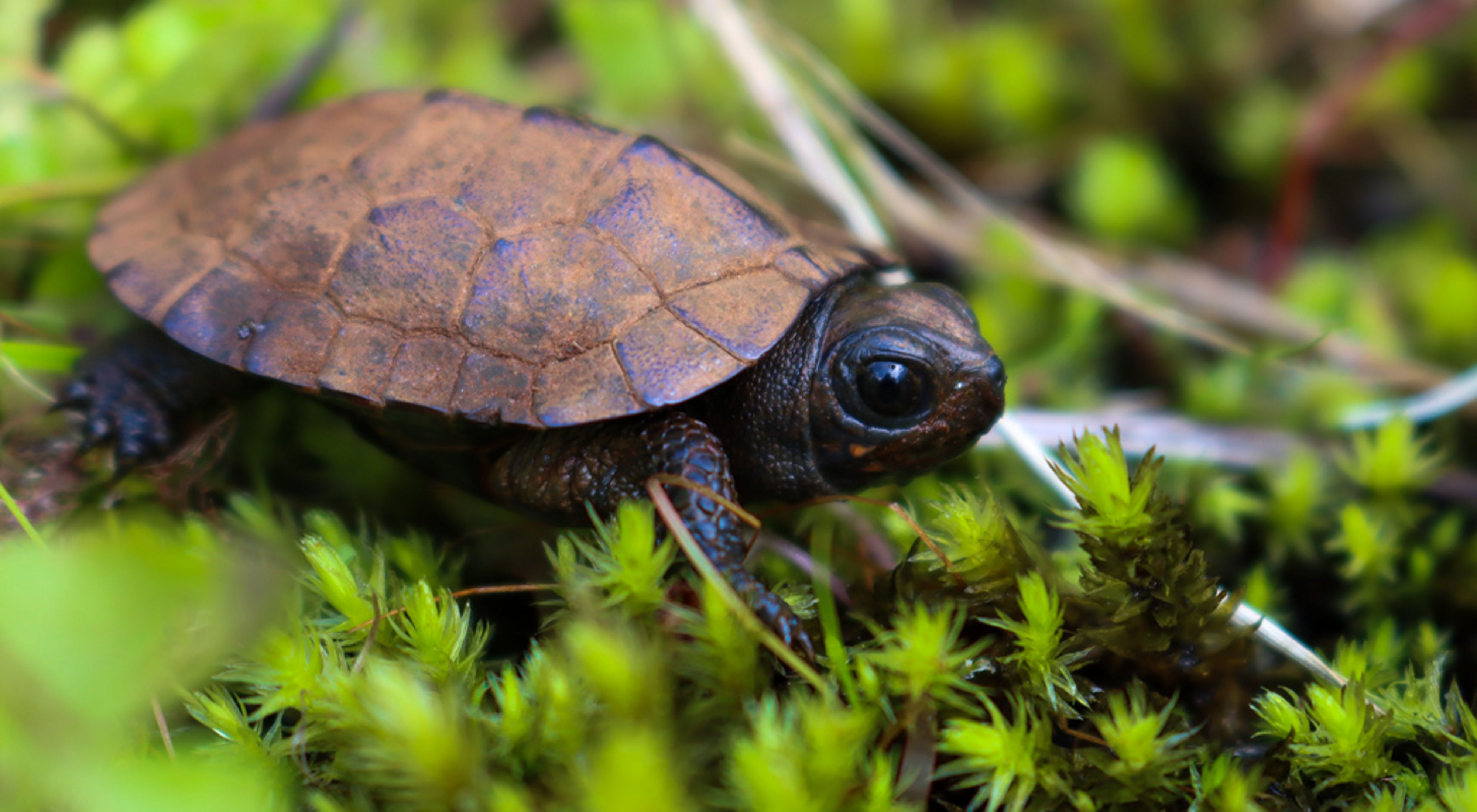 A bog turtle sits in a spread of moss.