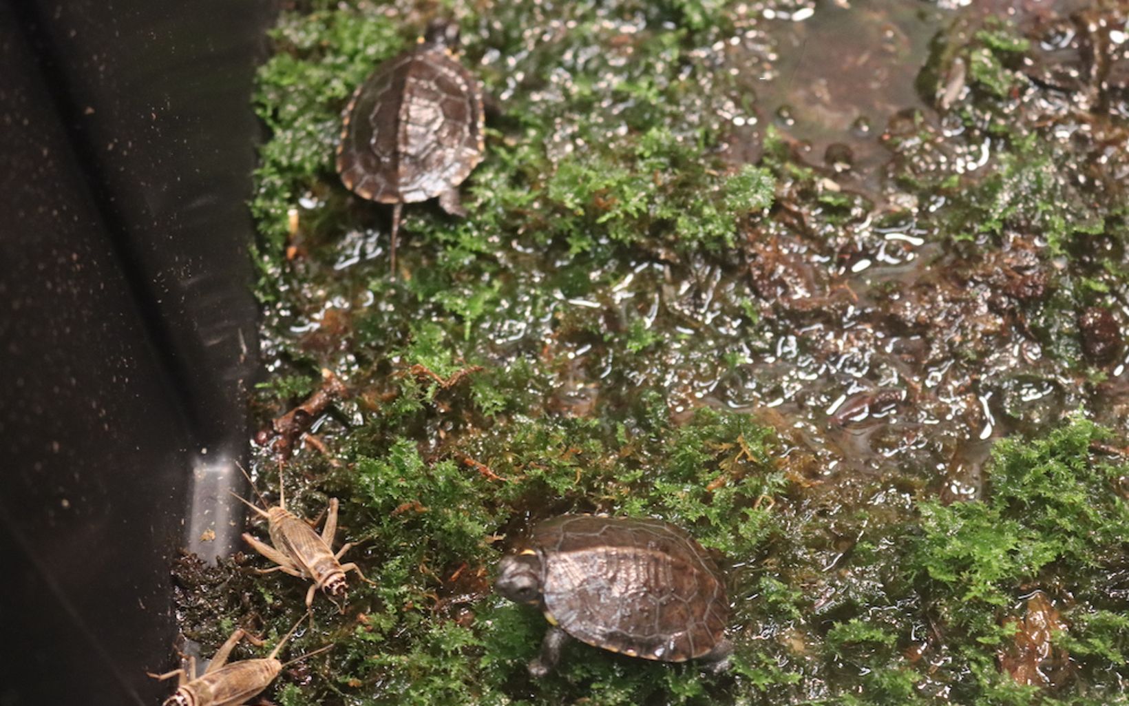 Bog turtles explore zoo bog habitat.