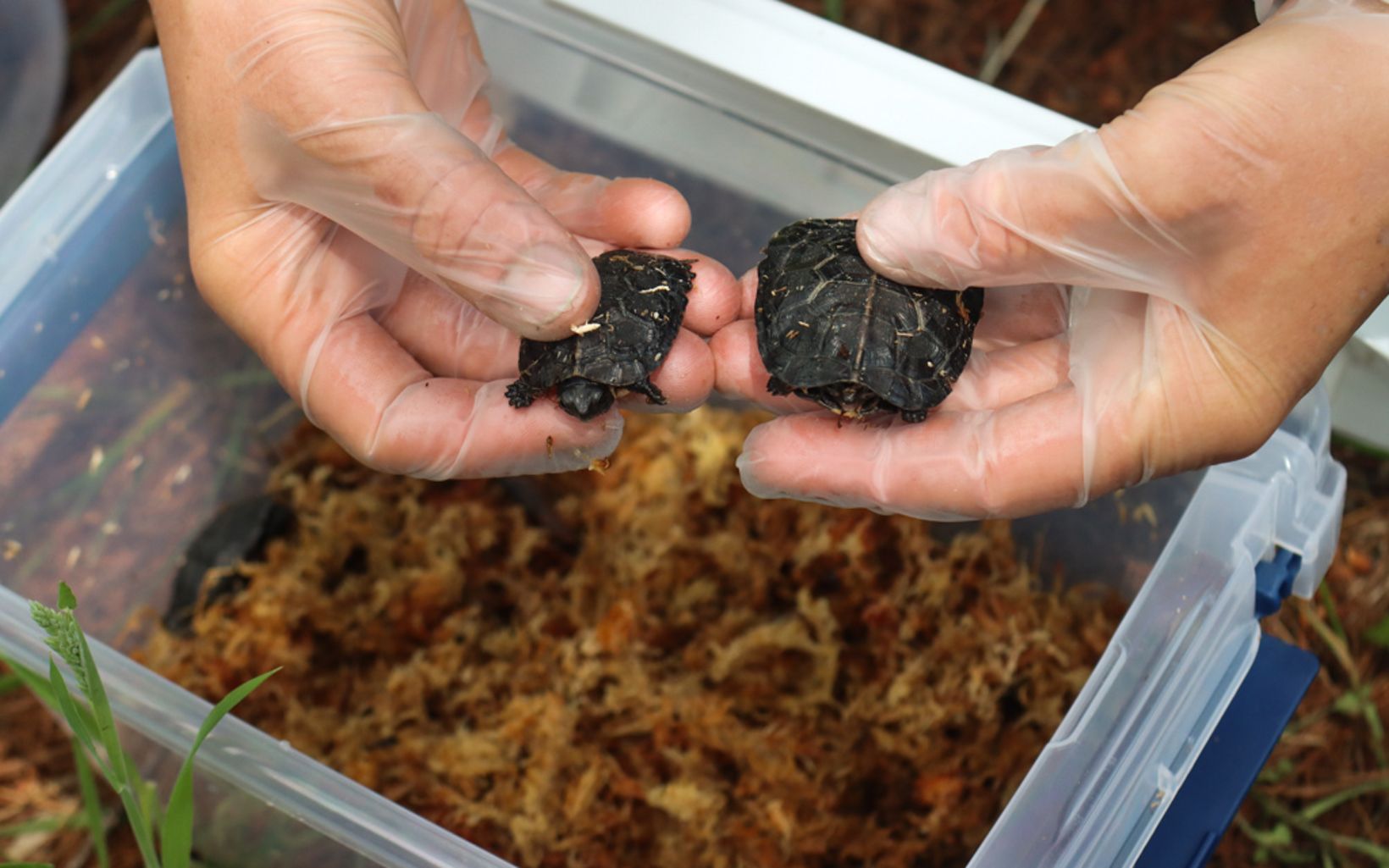 Two young bog turtles of different sizes are held above a plastic container.