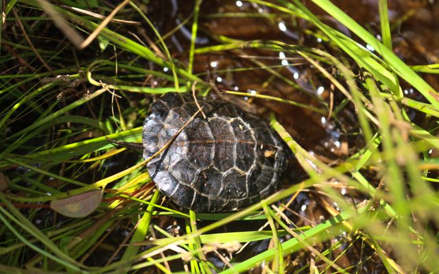 A bog turtle slides into a patch of mud and grass upon release.