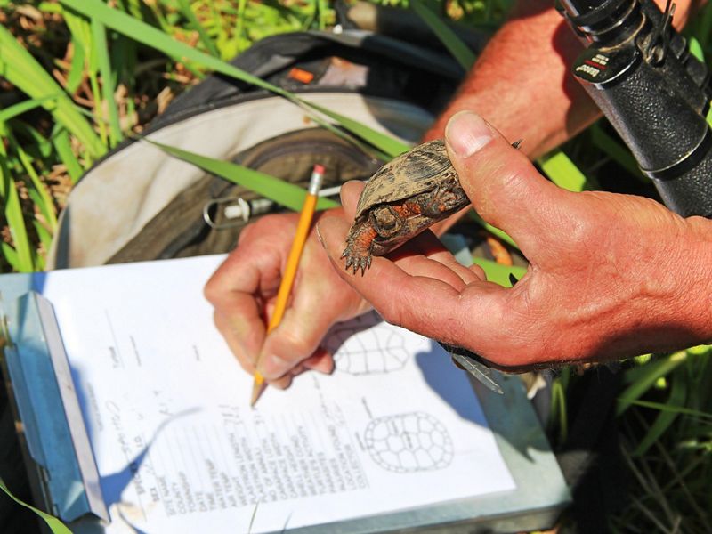 One hand holds a small turtle while the other writes down information on a clipboard.