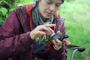 A woman places a transmitter on a bog turtle.