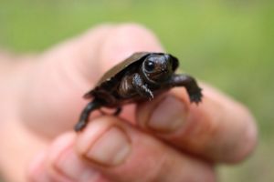 A hand holds a very small turtle. 