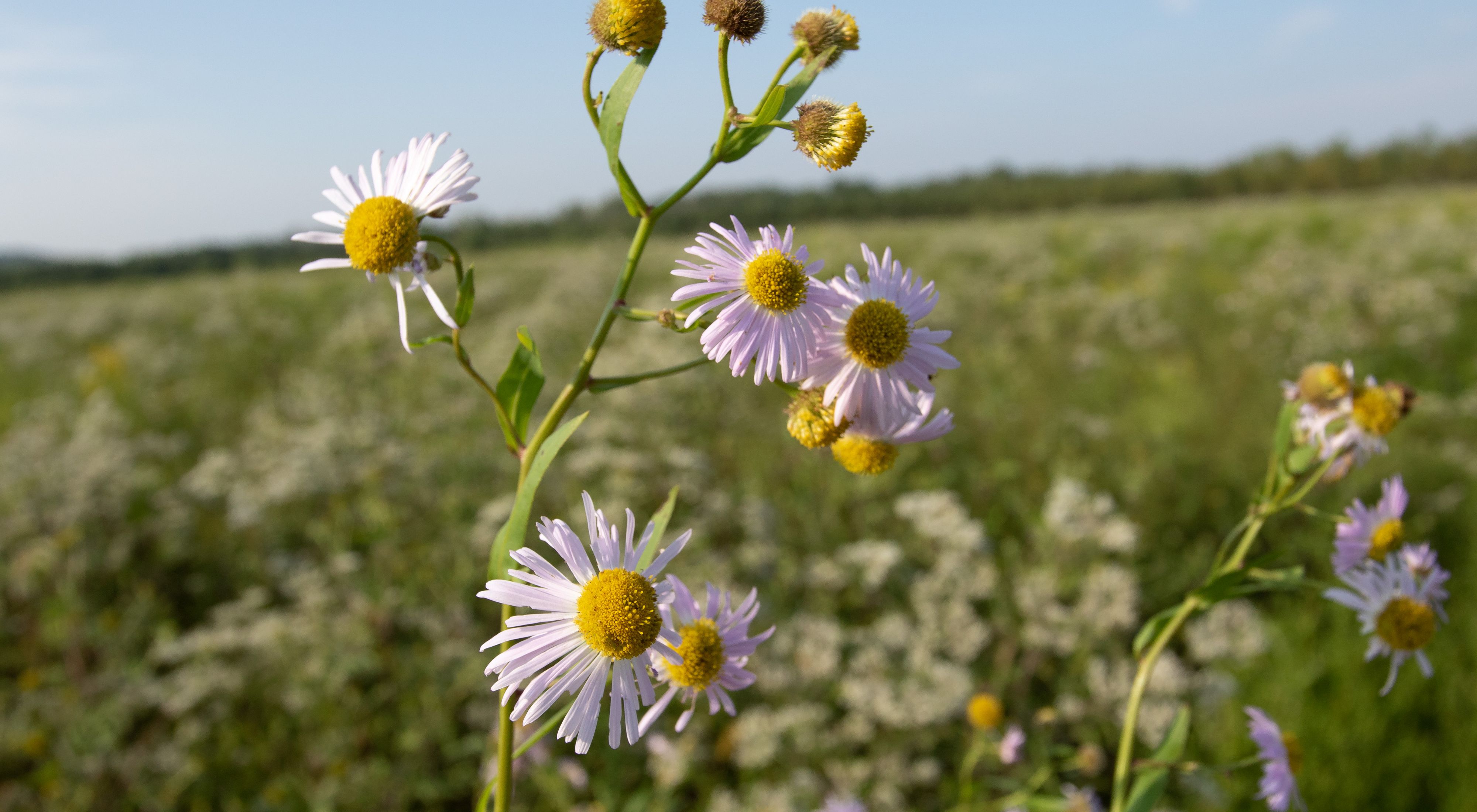 False Aster Gift Planning