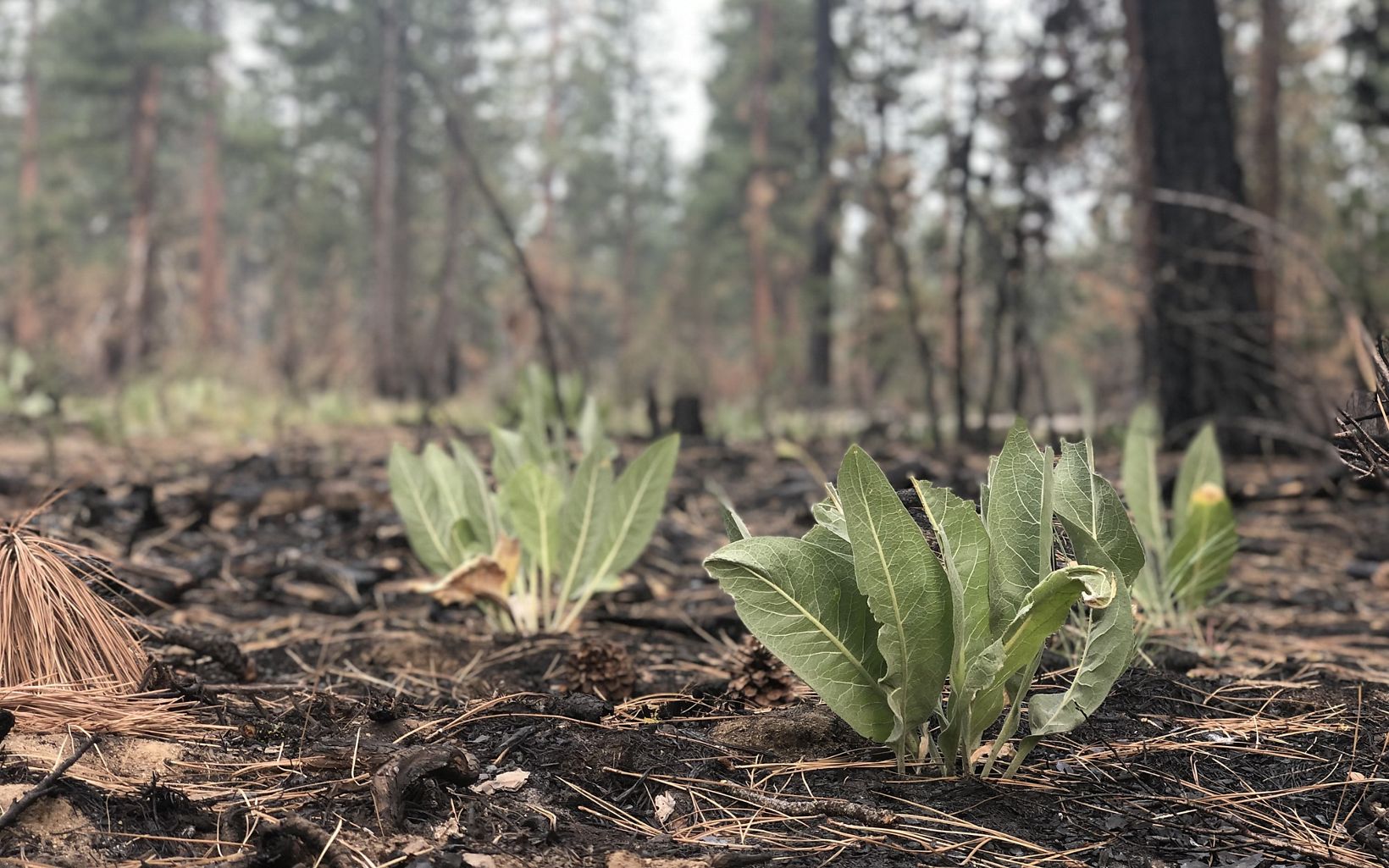 Vegetation sprouts from the soil in a burned forest.
