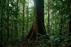 A giant tree stands in a dense green forest filled with thin trees.