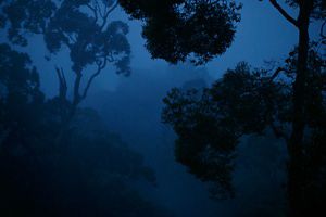 Looking through dense forest branches at late dusk, with the trees in shadow and the light having a blue cast over it.