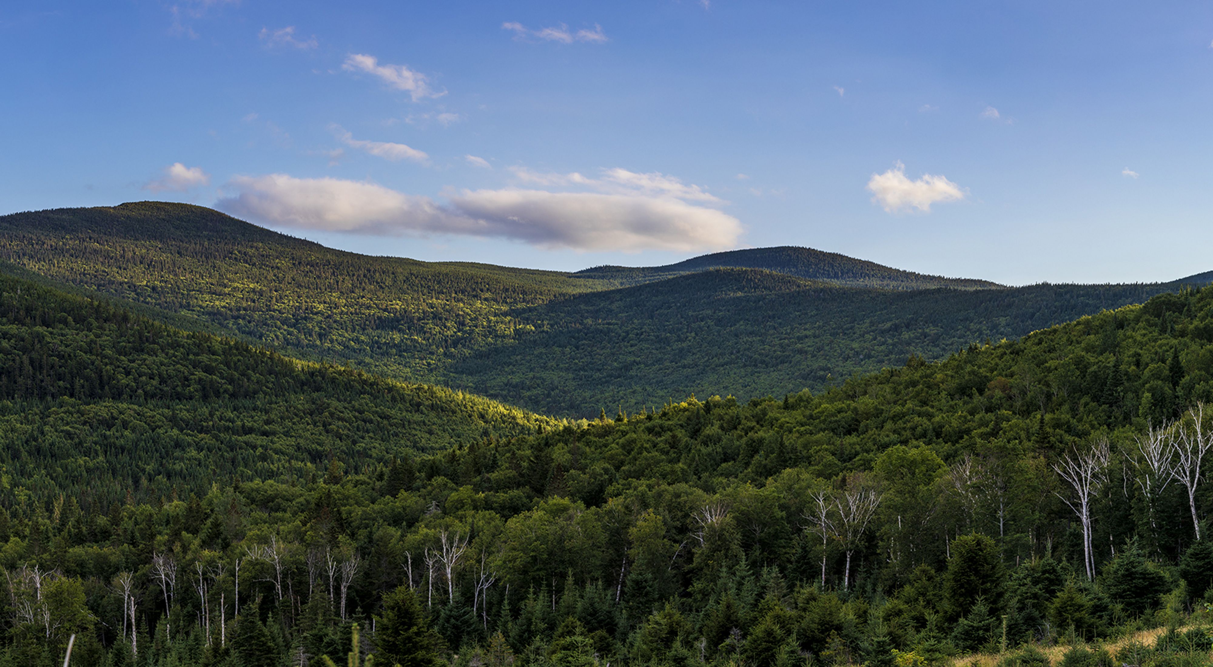 Panoramic view of forested mountains.