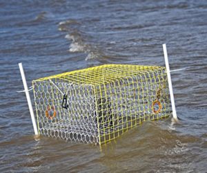 A yellow cage floats in the surf.