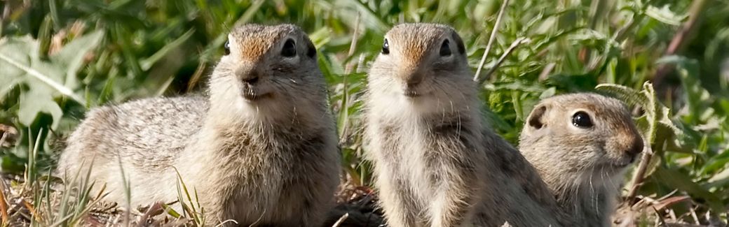 Prairie dogs at Boardman Grasslands