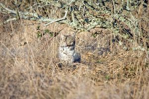 A bobcat crouches and hides within browning coastal prairie grasses.