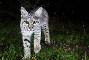 A bobcat walks towards the camera in the dark.