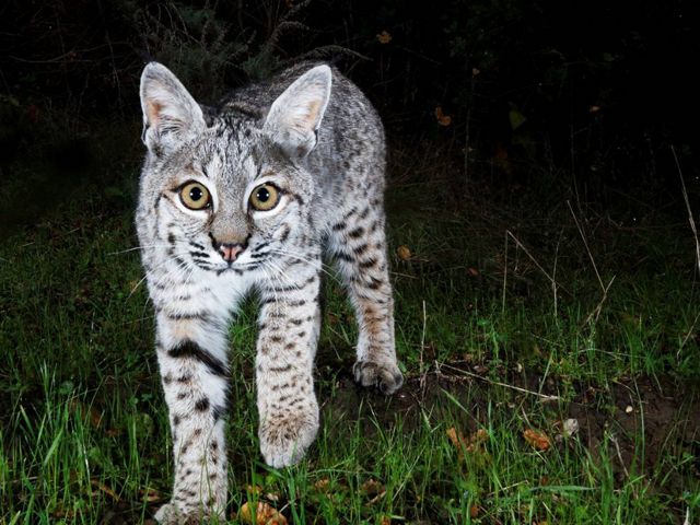 Curious Bobcat