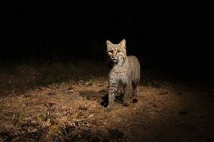 A bobcat on a hill looking forward.