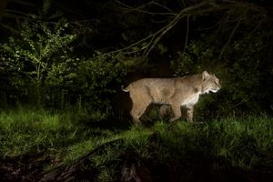 A bobcat caught on camera.