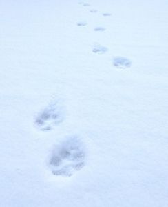 Bobcat tracks in the snow.