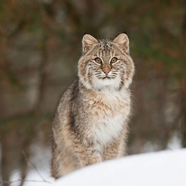 A bobcat in the snow.