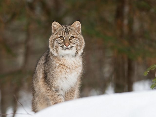A bobcat in the snow.