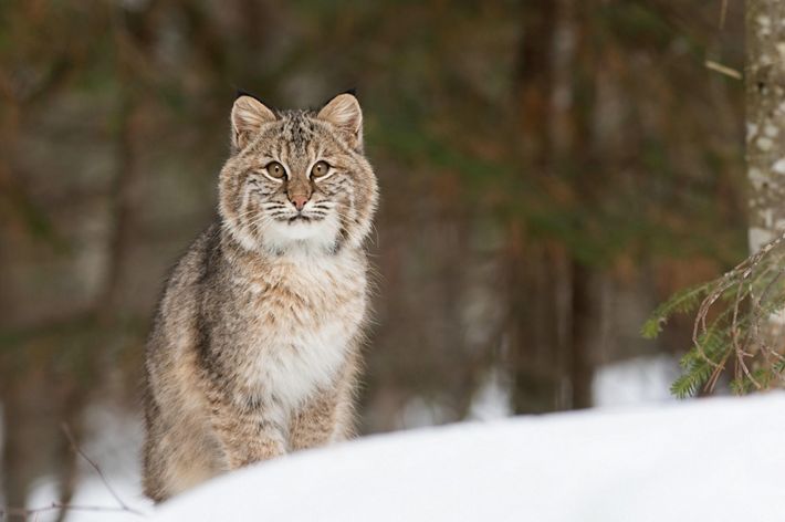 A bobcat in the snow.
