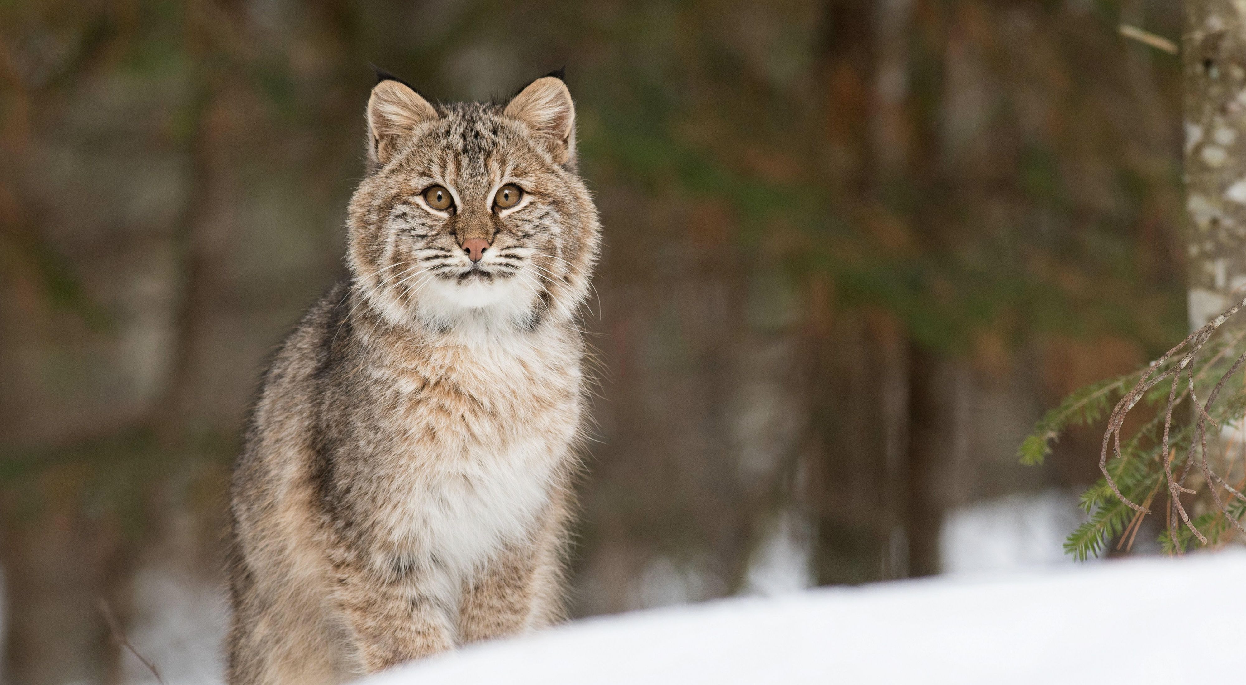 Bobcat on the move in Vermont's snowy forests.