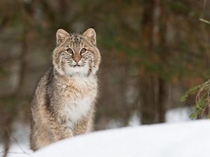 Bobcat in the grass
