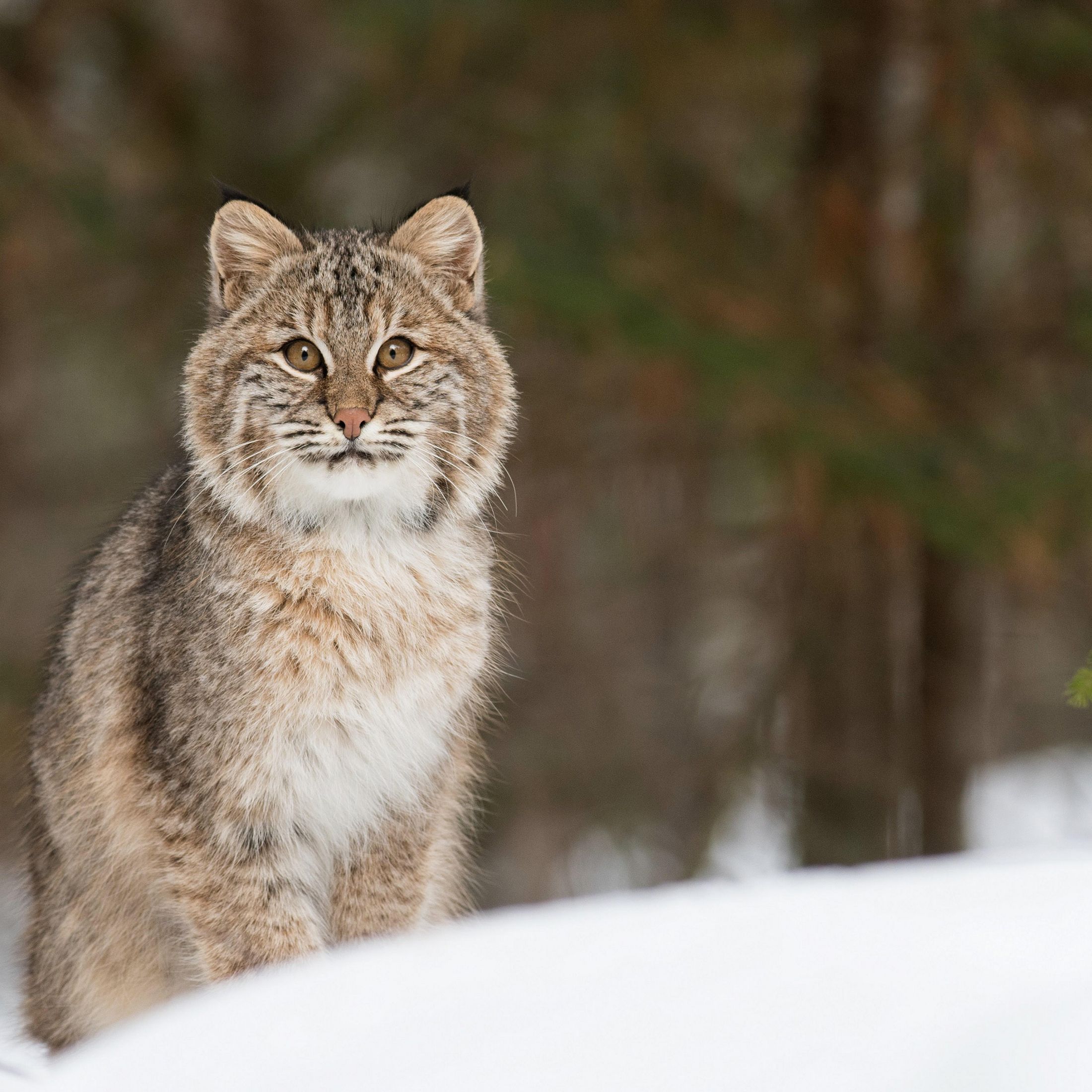 Bobcat staring at the camera in a snowy scene in Vermont.