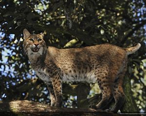 Bobcat